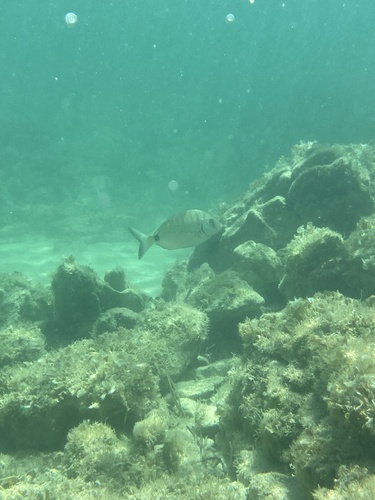 Photo of White seabream (Diplodus sargus)