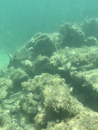 Photo of White seabream (Diplodus sargus)