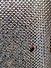 Araneae