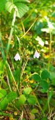 Linnaea borealis