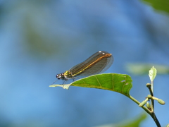 Calopteryx xanthostoma