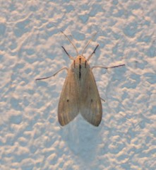 Agaraea semivitrea