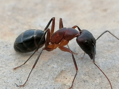 Camponotus barbaricus