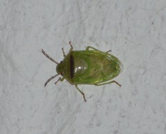 Piezodorus guildinii