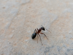 Camponotus barbaricus