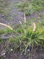 Calamagrostis epigejos