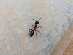 Camponotus barbaricus