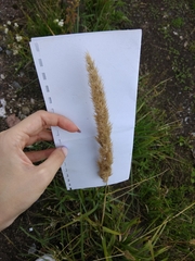 Calamagrostis epigejos