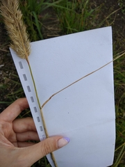 Calamagrostis epigejos