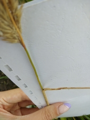 Calamagrostis epigejos