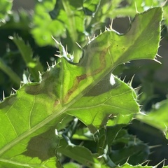 Agromyzidae