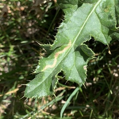 Agromyzidae
