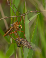 Diogmites crudelis