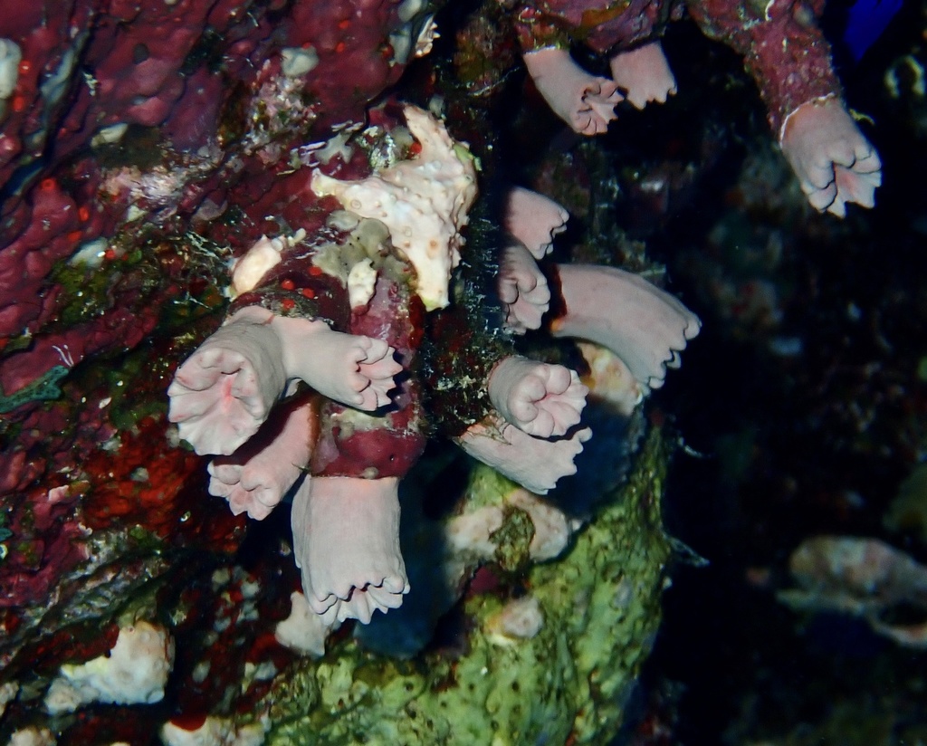 Cladopsammia gracilis