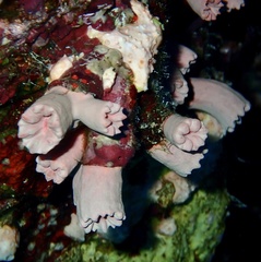 Cladopsammia gracilis