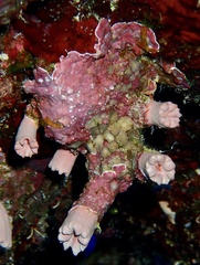 Cladopsammia gracilis