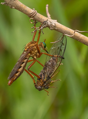 Diogmites crudelis