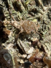 Halicarcinus