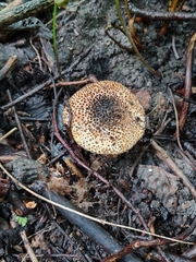 Echinoderma hystrix
