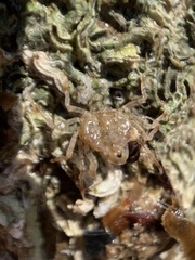 Halicarcinus