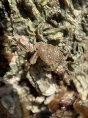 Halicarcinus