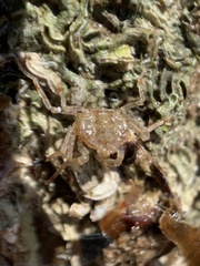 Halicarcinus