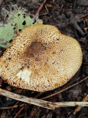 Echinoderma hystrix