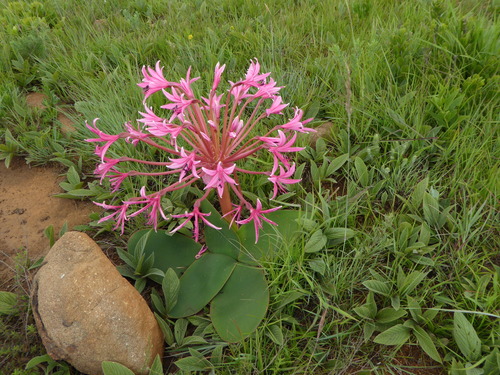 Brunsvigia radulosa