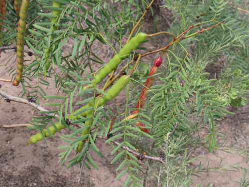 western honey mesquite