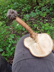 Echinoderma hystrix