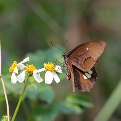 Papilio castor