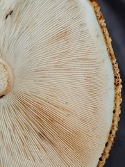 Echinoderma hystrix