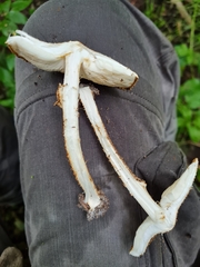 Echinoderma hystrix