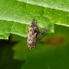 Peuceptyelus coriaceus