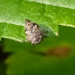 Peuceptyelus coriaceus