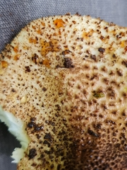 Echinoderma hystrix