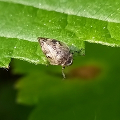 Peuceptyelus coriaceus