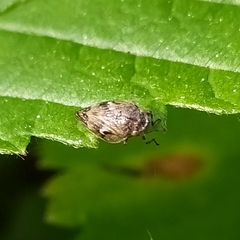 Peuceptyelus coriaceus