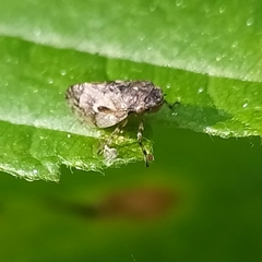 Peuceptyelus coriaceus