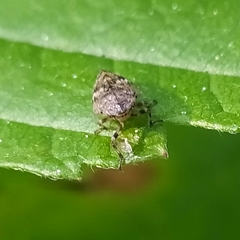 Peuceptyelus coriaceus