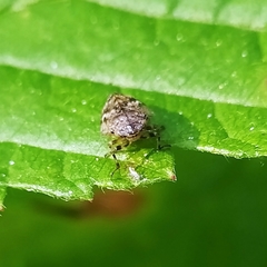 Peuceptyelus coriaceus