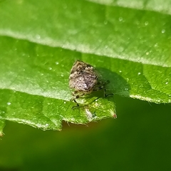 Peuceptyelus coriaceus