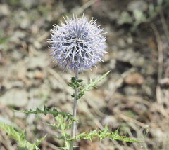 Echinops armatus