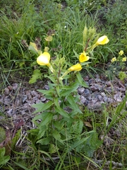 Oenothera rubricaulis