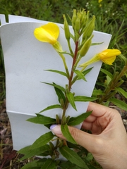 Oenothera rubricaulis