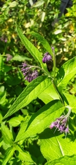 Symphytum officinale
