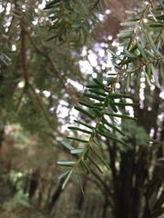 Tsuga chinensis