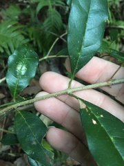 Olea paniculata