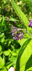 Symphytum officinale