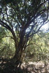 Elaeodendron zeyheri